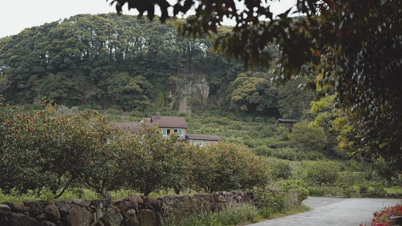 果樹と緑の斜面が近い和歌山の田舎暮らしをイメージした風景